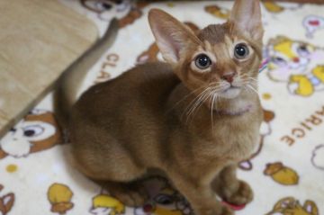 アビシニアン【愛知県・男の子・2016年12月21日・レッド】の写真「愛らしいお顔立ちの僕ちゃんですよ！！」