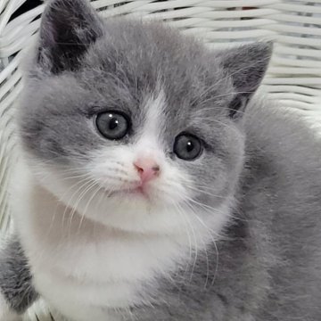 ブリティッシュショートヘア【愛知県・女の子・2024年1月11日・ブルー&ホワイト】の写真「クリクリお目めが可愛い❤️」