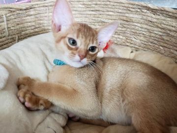 アビシニアン【愛知県・男の子・2021年4月23日・レッド】の写真「イケメンくんだよ」