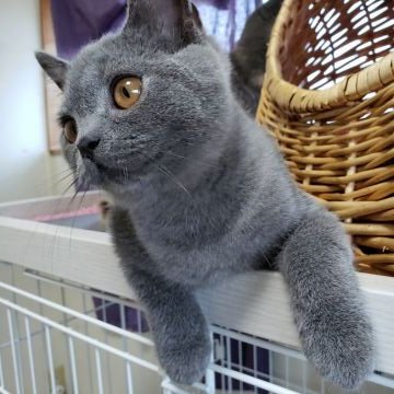 ブリティッシュショートヘア【愛知県・男の子・2019年5月15日・ブルー】の写真「甘えたちゃん！」