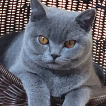 ブリティッシュショートヘア【愛知県・男の子・2023年5月3日・ブルー】の写真「ムクムクな男の子」