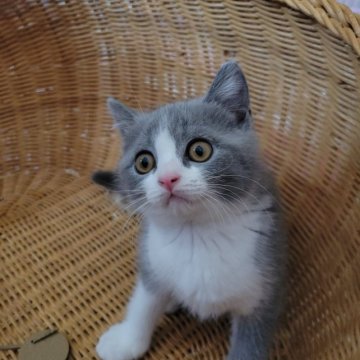 ブリティッシュショートヘア【愛知県・女の子・2023年5月3日・ブルー&ホワイト】の写真「ブルー&ホワイトの女の子だよ」