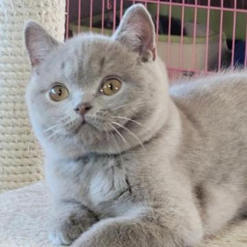ブリティッシュショートヘア【愛知県・男の子・2022年10月25日・ライラック】の写真「珍しいライラックだよ」