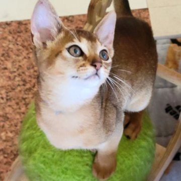 アビシニアン【愛知県・男の子・2022年12月18日・ルディ】の写真「ゴロゴロな僕ちゃん」