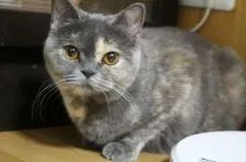 ブリティッシュショートヘア【愛知県・女の子・2018年3月7日・ブルークリーム】の写真1