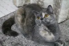 ブリティッシュショートヘア【愛知県・女の子・2018年3月7日・ブルークリーム】の写真2