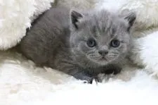 ブリティッシュショートヘア【愛知県・男の子・2014年12月28日・ブルー】の写真3