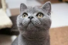 ブリティッシュショートヘア【愛知県・男の子・2018年2月3日・ブルー】の写真3「手前の子です。」