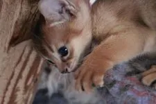 アビシニアン【愛知県・男の子・2015年9月14日・ルディ】の写真3