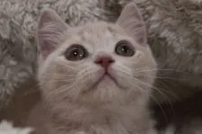 ブリティッシュショートヘア【愛知県・男の子・2017年11月22日・クリームマッカレルタビー】の写真3