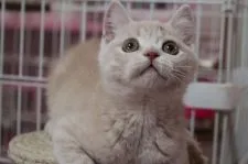 ブリティッシュショートヘア【愛知県・男の子・2017年11月22日・クリームマッカレルタビー】の写真4