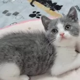 ブリティッシュショートヘア【愛知県・女の子・2024年5月11日・ブルー&ホワイト】の写真4