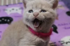 ブリティッシュショートヘア【愛知県・男の子・2016年2月17日・クリームマッカレルタビー】の写真4