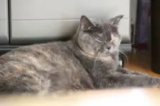 ブリティッシュショートヘア【愛知県・女の子・2018年3月7日・ブルークリーム】の写真5