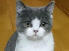 ブリティッシュショートヘア【愛知県・女の子・2018年9月9日・ブルー&ホワイト】の写真5