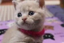 ブリティッシュショートヘア【愛知県・男の子・2016年2月17日・クリームマッカレルタビー】の写真5