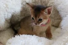 アビシニアン【愛知県・男の子・2015年9月14日・ルディ】の写真5