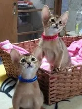 アビシニアン【愛知県・男の子・2021年4月21日・】の写真5