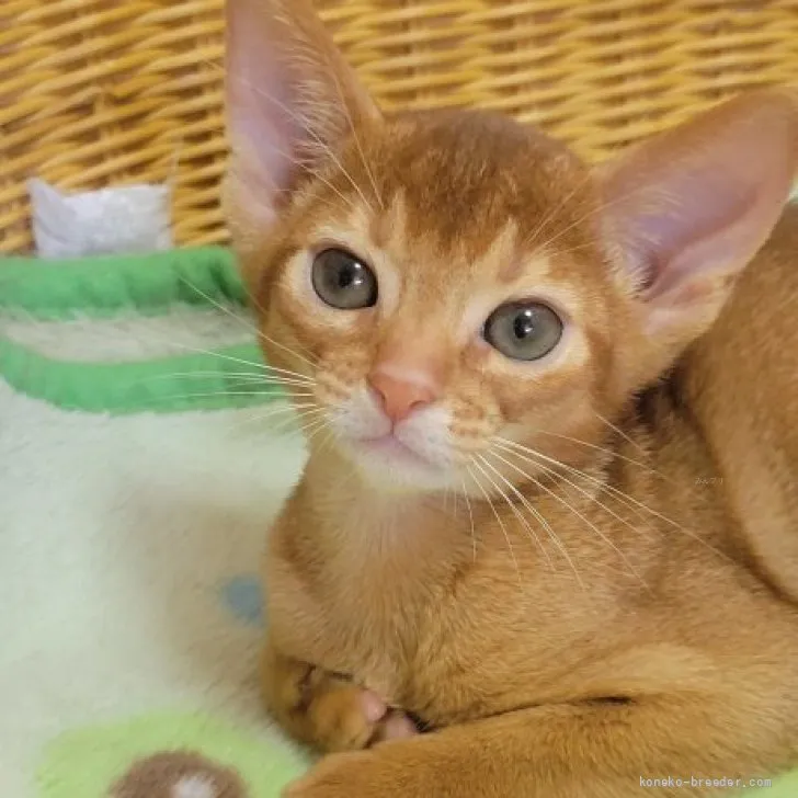 M.S 様のお迎えした子猫
