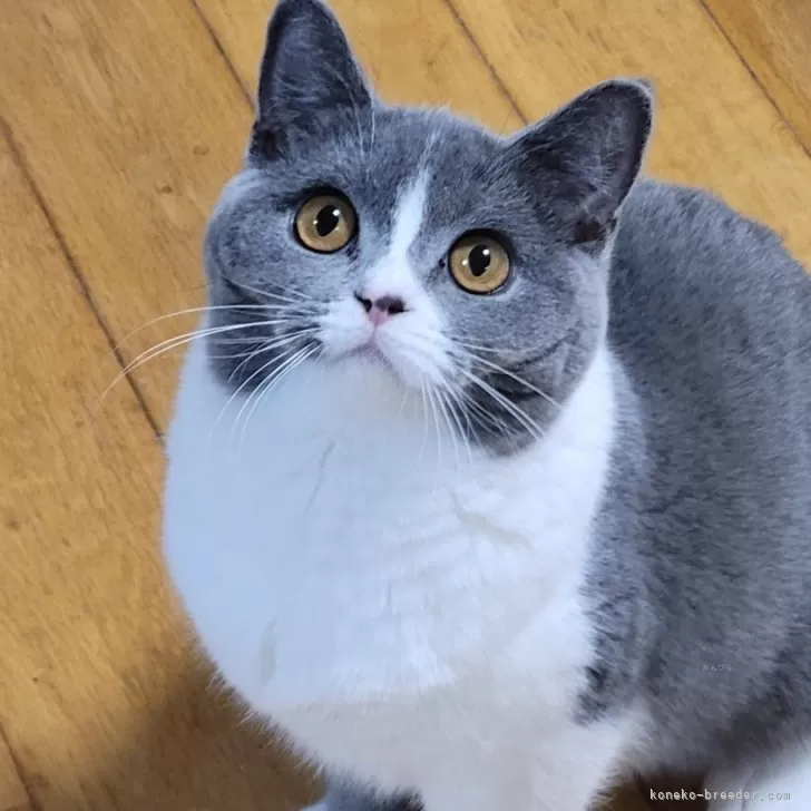 ブリティッシュショートヘア【愛知県・女の子・2025年4月23日・ブルー&amp;ホワイト】の写真1