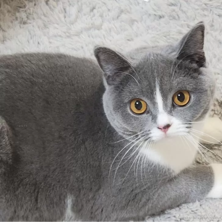 ブリティッシュショートヘア【愛知県・女の子・2025年4月23日・ブルー&amp;ホワイト】の写真1
