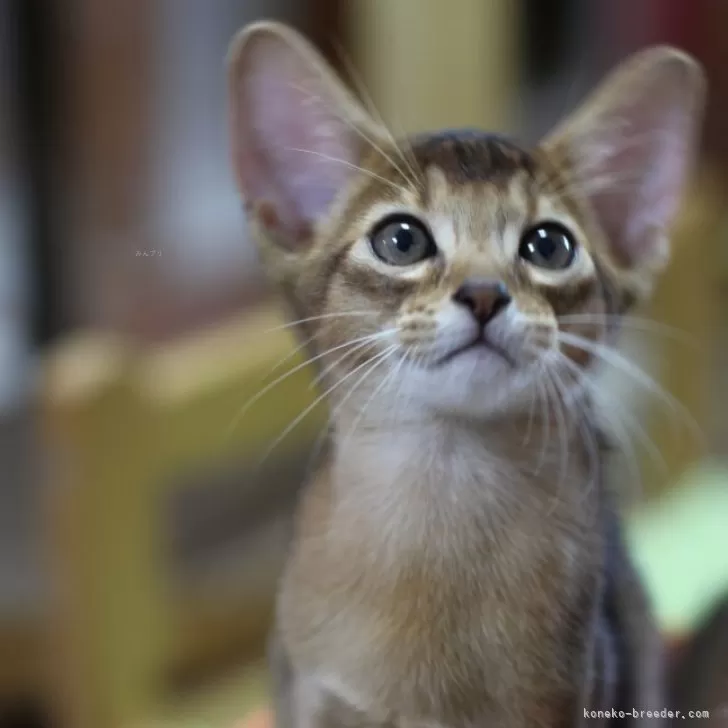 ID：2507-01880の子猫