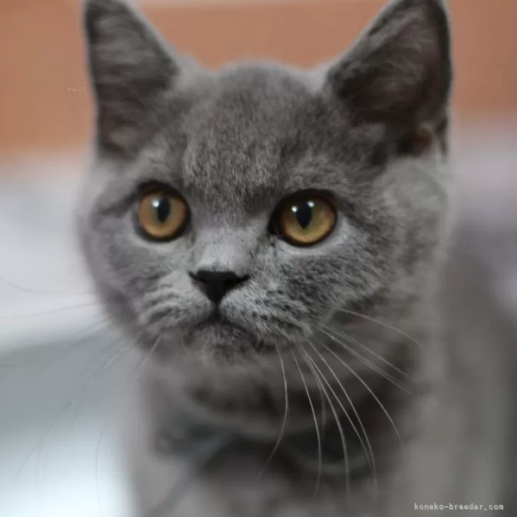 ID：2506-01549の子猫