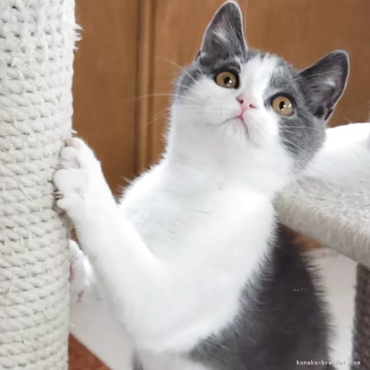 ID：2502-02011の子猫