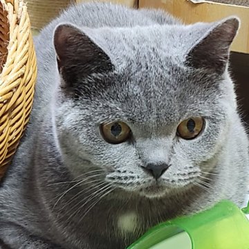 ブリティッシュショートヘア【愛知県・男の子・2024年5月11日・ブルー】の写真「コロコロの男の子です。」