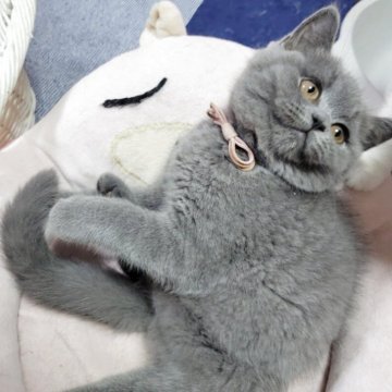 ブリティッシュショートヘア【愛知県・女の子・2025年4月23日・ブルー】の写真「7匹兄妹ですくすく成長しました(^^」