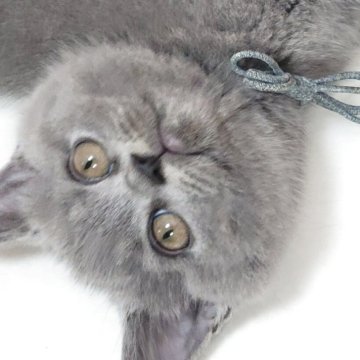 ブリティッシュショートヘア【愛知県・男の子・2025年4月23日・ブルー】の写真「7匹兄妹ですくすく成長しました(^^)」