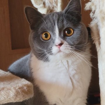 ブリティッシュショートヘア【愛知県・女の子・2025年4月23日・ブルー&ホワイト】の写真「安心できる大きさだよ」