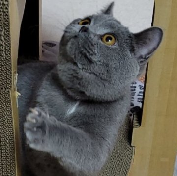 ブリティッシュショートヘア【愛知県・男の子・2024年5月11日・ブルー】の写真「元気印です🤭」