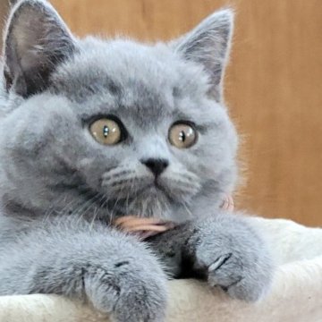 ブリティッシュショートヘア【愛知県・女の子・2025年4月23日・ブルー】の写真「7匹兄妹ですくすく成長しました(^^」