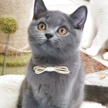 ブリティッシュショートヘア【愛知県・男の子・2025年4月23日・ブルー】の写真「暑いけど可愛い子猫と過ごしませんか？」