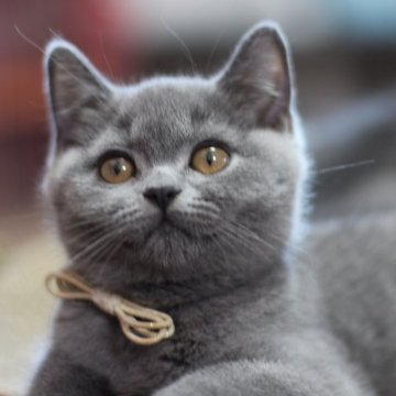 ブリティッシュショートヘア【愛知県・男の子・2025年4月23日・ブルー】の写真「サマーセールだよ!
暑いけど可愛い子猫と過ごそう」