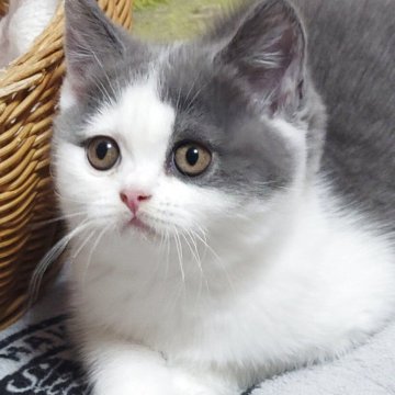 ブリティッシュショートヘア【愛知県・女の子・2025年9月26日・ブルー&ホワイト】の写真「柄がずれてるけど何だか可愛いとでしょ(笑)」