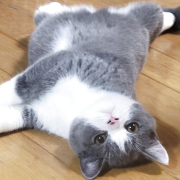 ブリティッシュショートヘア【愛知県・女の子・2025年1月9日・ブルー&ホワイト】の写真「ブリちゃんらしくずんぐりちゃん」