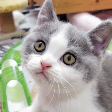 ブリティッシュショートヘア【愛知県・男の子・2025年9月26日・ブルー&ホワイト】の写真「もりもり食べて元気に成長してます」