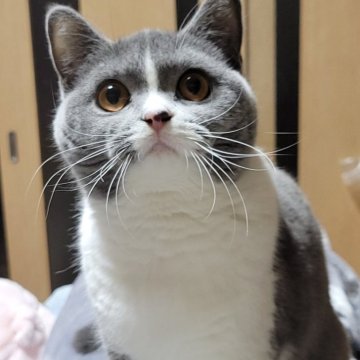 ブリティッシュショートヘア【愛知県・女の子・2025年4月23日・ブルー&ホワイト】の写真「安心できる大きさだよ」