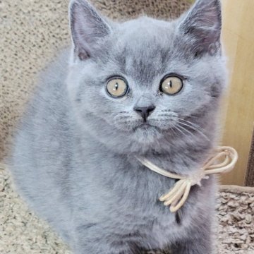 ブリティッシュショートヘア【愛知県・男の子・2025年4月23日・ブルー】の写真「7匹兄妹ですくすく成長しました(^^)」