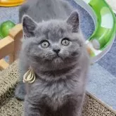 ブリティッシュショートヘア