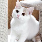 ブリティッシュショートヘア