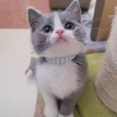 ブリティッシュショートヘア【愛知県・男の子・2025年1月19日・ブルー&ホワイト】の写真1