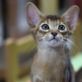 アビシニアン