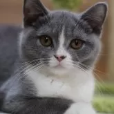 ブリティッシュショートヘア