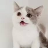 ブリティッシュショートヘア