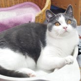 ブリティッシュショートヘア