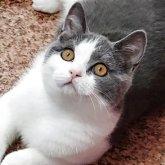 ブリティッシュショートヘア