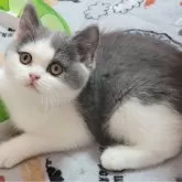 ブリティッシュショートヘア